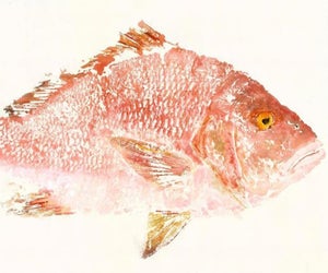 Create a fish print at the Tulpehaking Nature Center on Saturday. Photo by Fred Fisher