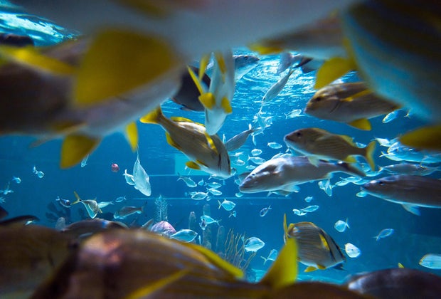 30 Things To Do in the Florida Keys with Kids: aquarium encounters