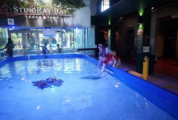 Top Things To Do in Ft. Meyers, Florida: MAG HIstory & Science Center sting ray touch tank.