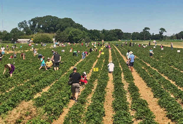 Image of people picking berries at one of the PYO Boston farms.