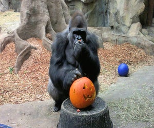 Okie the Gorilla gets in the Halloween spirit. Photo courtesy of Franklin Park Zoo