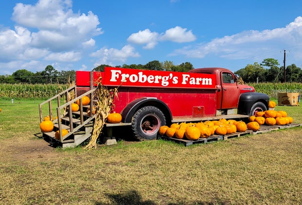 Pumpkin Patches Near Houston