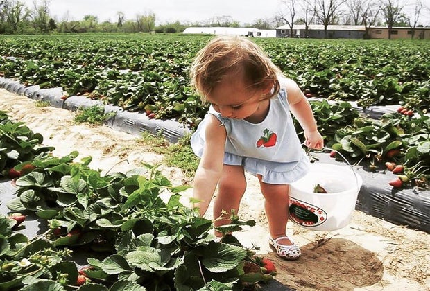 Strawberry picking near Houston at Froberg's Farm.