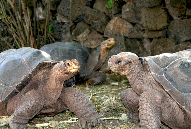 Visiting the Galapagos Islands with Kids: The Galápagos giant tortoise