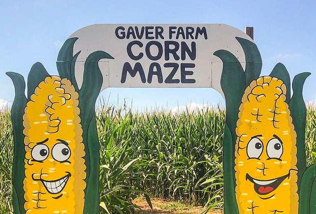 Gaver Farm Corn Maze