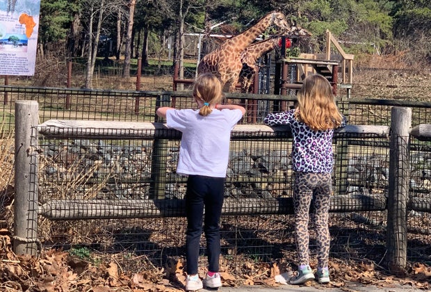 giraffe watching at Franklin Park Zoo
