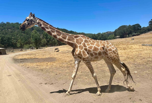 Safari West: Giraffes and other animals create a memorable Safari West experience.