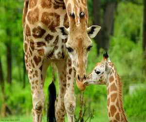 Giraffes at the Bronx Zoo. Photo by Julie Larsen Maher for WCS