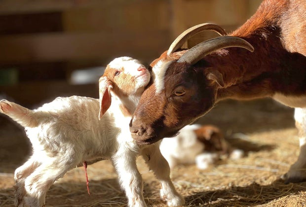 Dewberry Farm petting zoo
