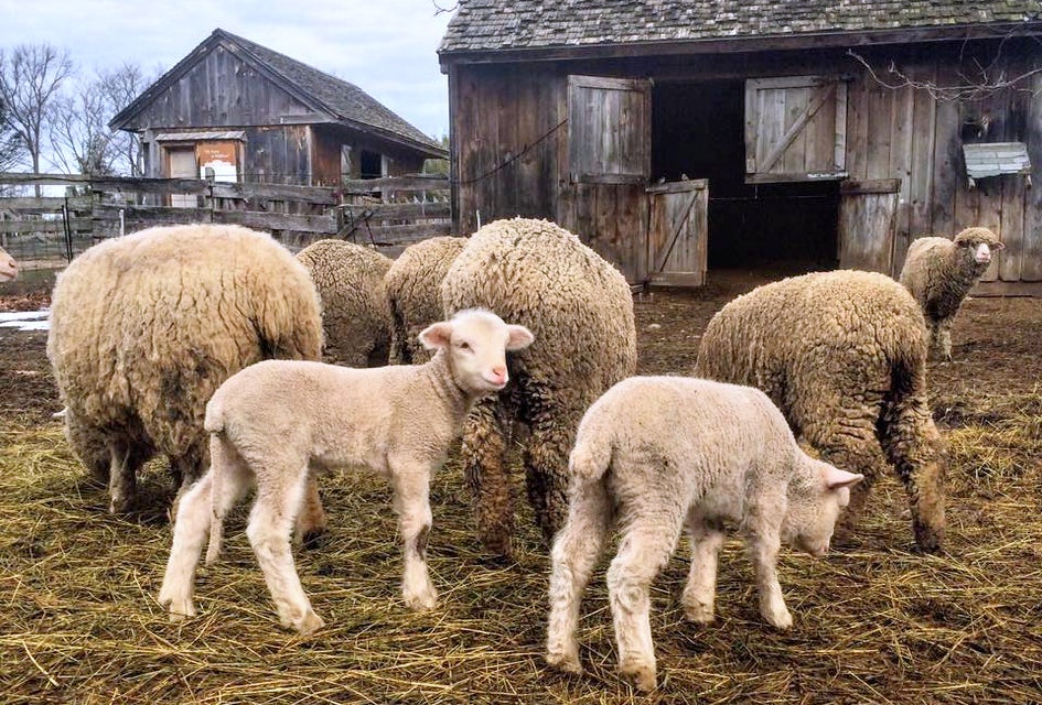 Watch the sheep get a spring haircut. Photo courtesy of Gore Place Sheepshearing Festival