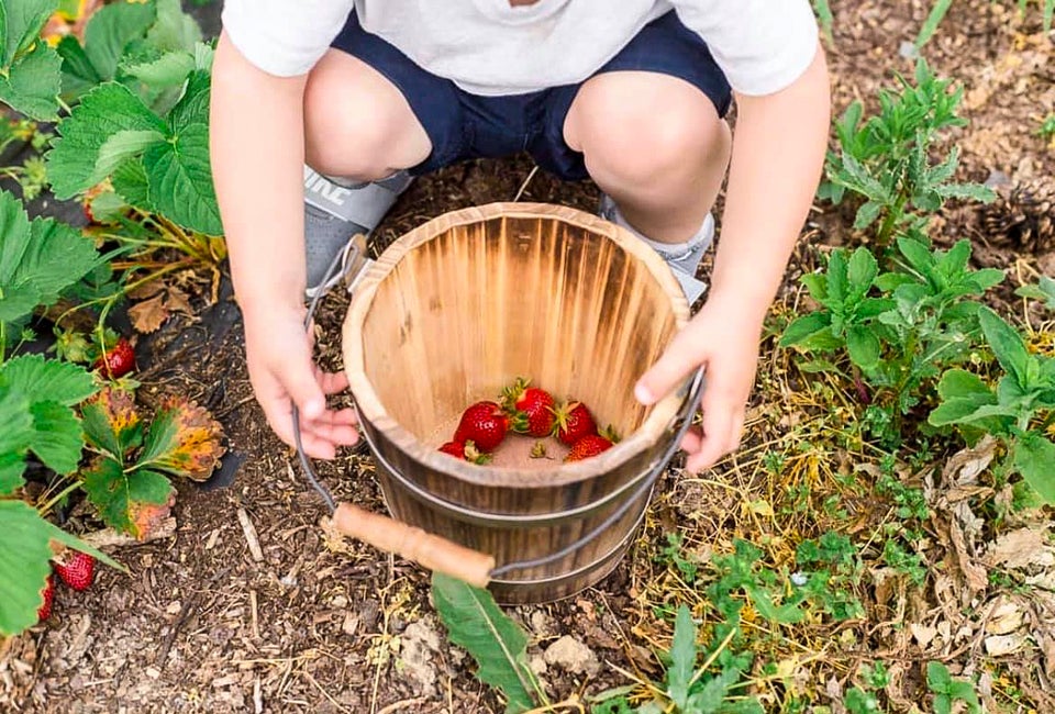 Fill your bucket with the sweetest, freshest berries at area farms. Photo courtesy of Great Country Farms