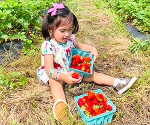 Full up your buckets with juicy red strawberries. Photo courtesy of Great Country Farms