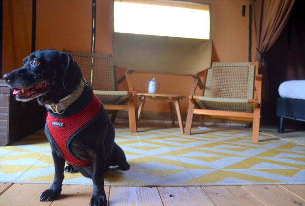 Huttopia Paradise Springs: Discover the Best New Glamping near Los Angeles: pet-friendly