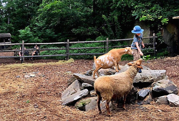 Greenburgh Nature Center: Summer Bucket List of Things To Do in Westchester with Kids