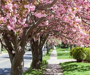 Wander the streets of Greenport to see the blooms during the Cherry Blossom Festival. Photo courtesy of Greenport Village