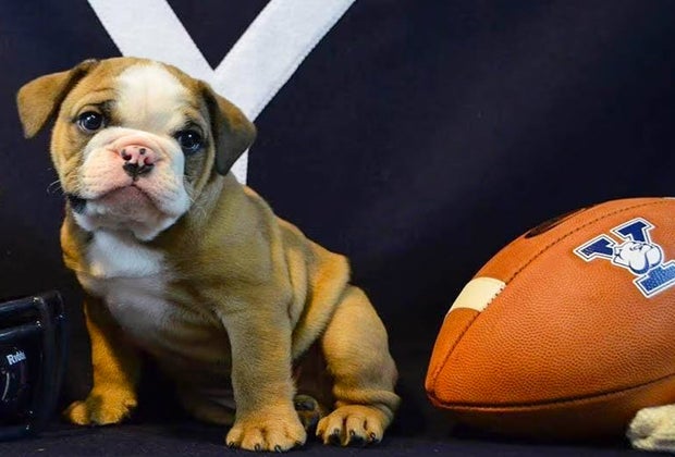 Photo of Yale Bulldogs mascot - College Sports in CT