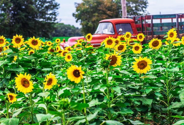 Red truck in a sunflower field at Happy Day Farm