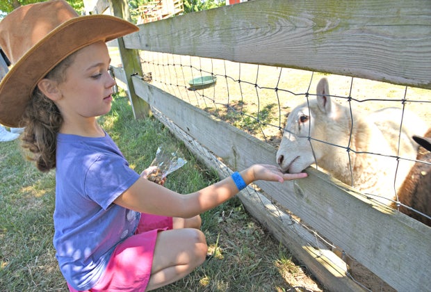 Girl feeds a sheep at Harbes Family Farm and VIneyard