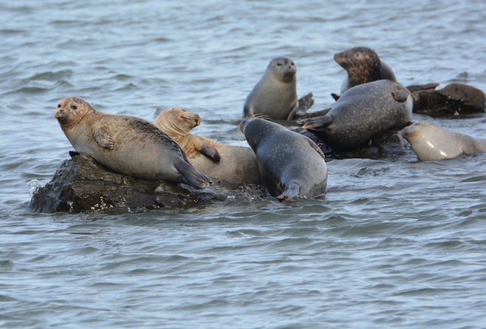 Long Island's coastal waters are a favorite hangout for harbor seals, starting around November and lasting until May. Photo by Xylia Serafy