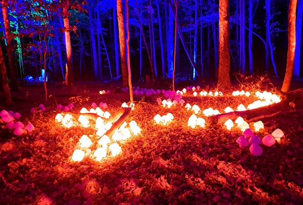 Harry Potter Forbidden Forest Experience: Mushroom light show