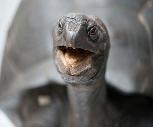 What does the tortoise have to say? Photo courtesy of Harvard Museum of Natural History