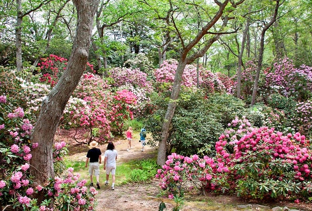 Image of heritage gardens - staycations and spring day trips from Boston.