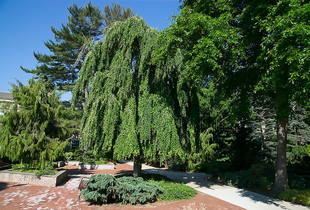 Hofstra's arboretum houses 625 species of trees