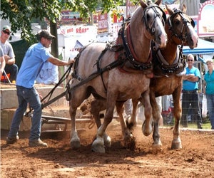 Horse-pulling entertains the crowds; photo courtesy of the Guilford Fair.