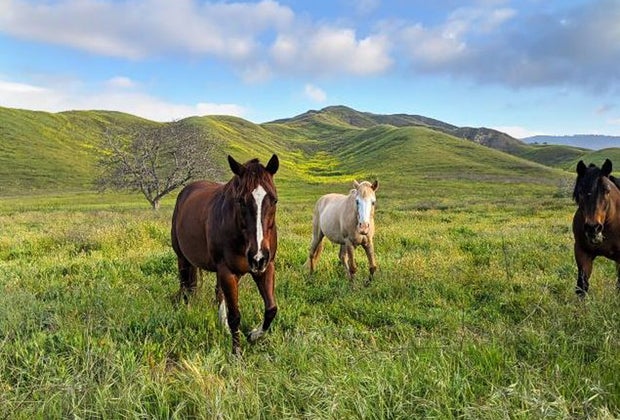 Winter Day Trips from Los Angeles: Ojai