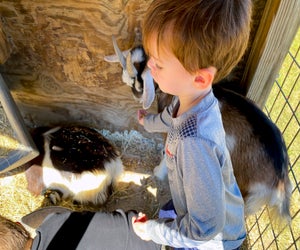 Feeding goats at Old MacDonald's Farm Houston. Photo by Jessica Stautberg