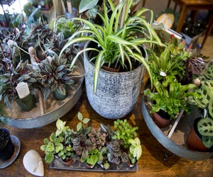 Get happy with houseplants. Photo courtesy of Tower Hill Botanic Garden