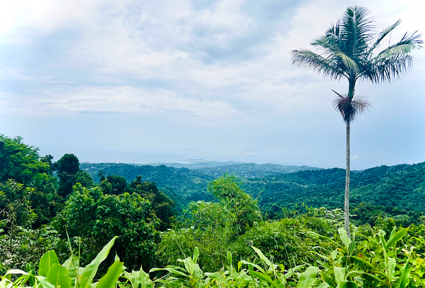 Embrace Tranquility at the Hyatt Regency Grand Reserve Puerto Rico: El Yunque National Forest