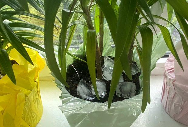 Tricks For How Kids Can Conserve Water: Use leftover ice to water plants