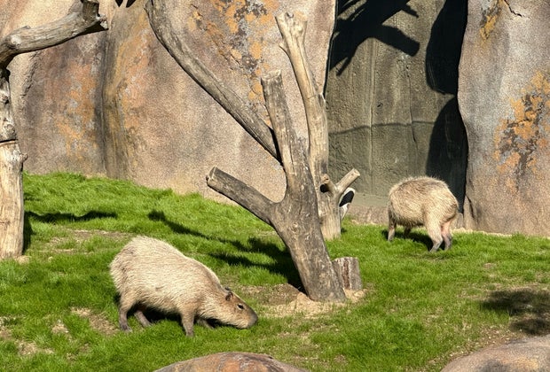 Capybara in Elephant Valley at the San Diego Zoo Safari Park
