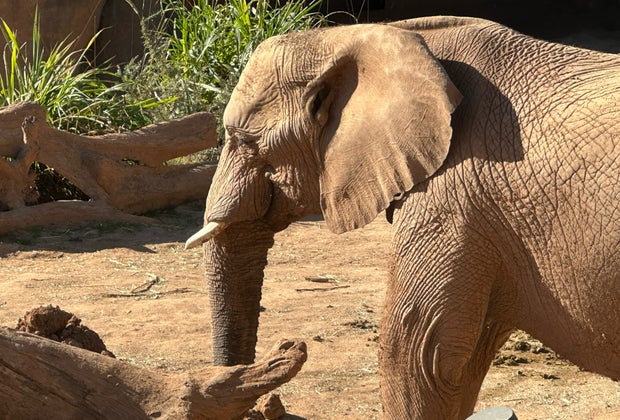 closeup of an elephant at the Elephant Valley at the San Diego Zoo SAFARI PARK