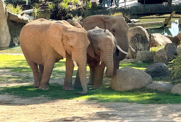 An elephant family at the Elephant Valley at San Diego Zoo Safari Park