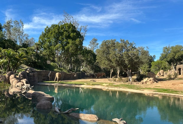 Elephant Valley at San Diego Zoo Safari Park