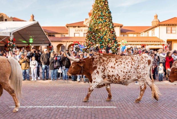 Watch the cattle drive at the Fort Worth Stockyards during Winter Break
