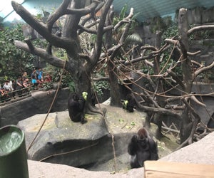 Visit Brookfield Zoo for free most days in January and February. Photo by Maureen Wilkey.