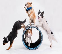 Start 2026 with furry performers at Mutts Gone Nuts, a showcase of the most talented, hysterical four-legged performers! Photo courtesy Mutts Gone Nuts