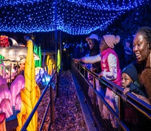 The Holiday Lights at the Bronx Zoo shine brightly into the new year. Photo by Terria Clay/Bronx Zoo