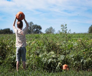 A real pumpkin patch at P-6  Farms. Photo by editor. 