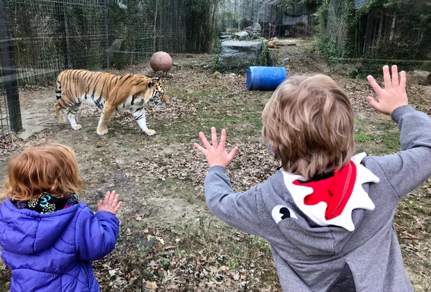 kids looking at tigers through glass