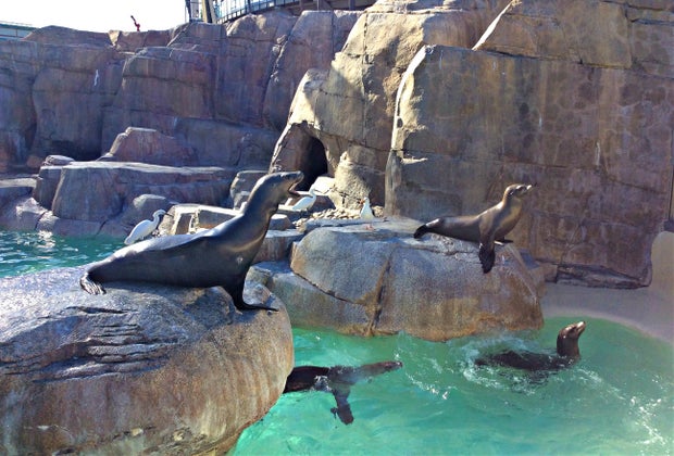 When Are All the Theme Parks Reopening: See sea lions at Sea World