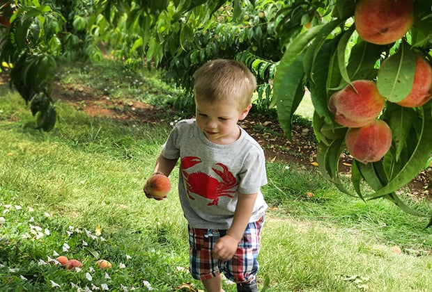 Summer day trips from NYC peach picking at Alstede Farms