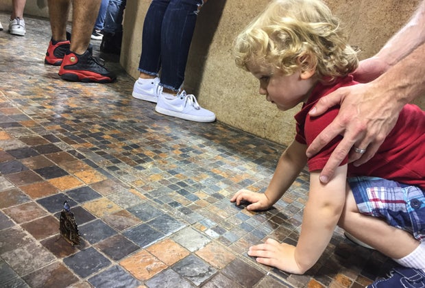 Visiting Smithsonian's National Museum of Natural History in DC with Kids Insect Zoo Butterfly Pavillion