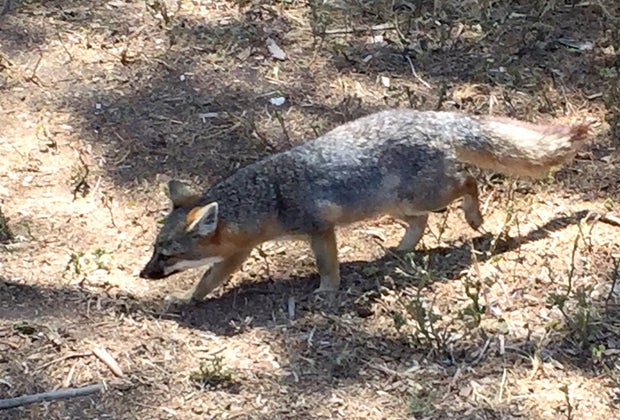 The little island fox is native to the Channel Islands.