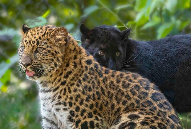 Image of Beardsley Zoo amur leopards in Connecticut.