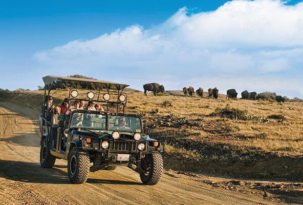 Take a trip to Catalina to see wild bison.