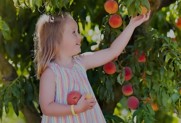 Peach picking in New Jersey Johnson's Corner Farm